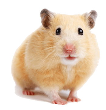 hamster